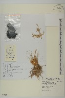 珍珠豬毛菜藏品圖，第1張