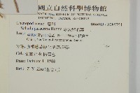 珍珠豬毛菜藏品圖，第2張