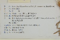 珍珠豬毛菜藏品圖，第3張