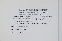 港口馬兜鈴  藏品圖，第2張