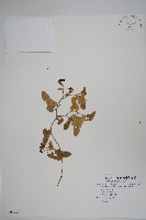 異葉馬兜鈴藏品圖，第1張