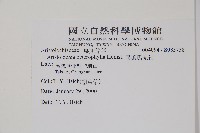 異葉馬兜鈴藏品圖，第2張