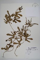 異葉馬兜鈴藏品圖，第1張