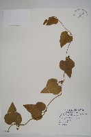 異葉馬兜鈴藏品圖，第1張