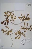 瓜葉馬兜鈴、青木香藏品圖，第1張