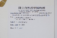 瓜葉馬兜鈴、青木香藏品圖，第2張