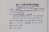 大屯尖葉槭, 川上氏槭藏品圖，第5張