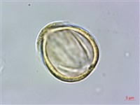 大屯尖葉槭, 川上氏槭藏品圖，第2張