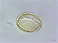 大屯尖葉槭, 川上氏槭藏品圖，第3張