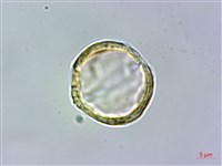 大屯尖葉槭, 川上氏槭藏品圖，第4張