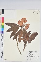 森氏杜鵑、森氏滿江紅藏品圖，第1張