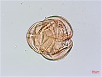 森氏杜鵑、森氏滿江紅藏品圖，第2張