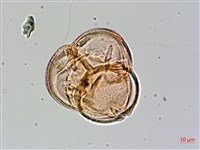 森氏杜鵑、森氏滿江紅藏品圖，第3張