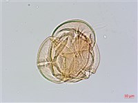 森氏杜鵑、森氏滿江紅藏品圖，第4張