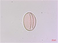 狹葉七葉一枝花、狹葉重樓藏品圖，第2張