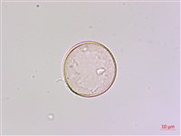 狹葉七葉一枝花、狹葉重樓藏品圖，第3張