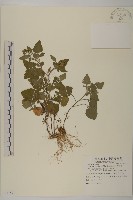 茯苓菜藏品圖，第1張