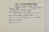 茯苓菜藏品圖，第2張