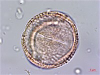 黃斑龍膽藏品圖，第2張