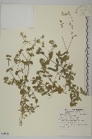 卷耳藏品圖，第1張