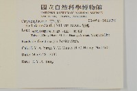 繁縷藏品圖，第2張