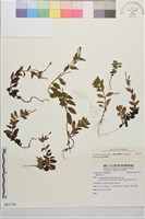 黑龍江柳葉菜藏品圖，第4張