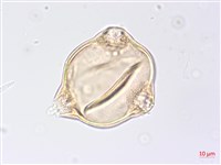 黑龍江柳葉菜藏品圖，第2張