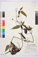 森氏鐵線蓮藏品圖，第2張