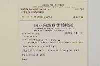 日本假蓬藏品圖，第2張