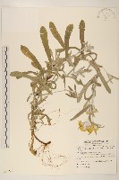 鼠麴草藏品圖，第1張