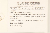 鼠麴草藏品圖，第2張