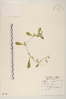 匙葉鼠麴草藏品圖，第1張