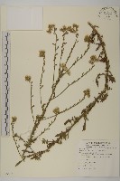 裂葉艾納香藏品圖，第1張