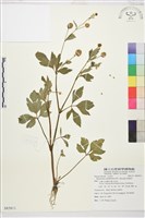 水辣菜、禺毛茛藏品圖，第1張