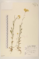 鼠麴草藏品圖，第1張