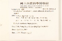 鼠麴草藏品圖，第2張