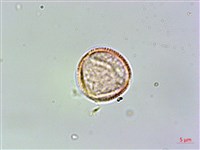 臺灣鉤藤藏品圖，第1張