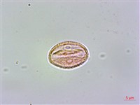 臺灣鉤藤藏品圖，第2張