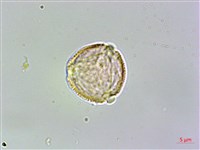 臺灣鉤藤藏品圖，第3張