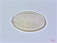 樟葉槭, 飛蛾子樹藏品圖，第2張