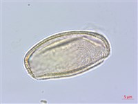 樟葉槭, 飛蛾子樹藏品圖，第3張