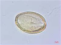 樟葉槭, 飛蛾子樹藏品圖，第4張