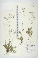 台灣黃鵪菜藏品圖，第1張