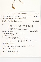 台灣黃鵪菜藏品圖，第2張