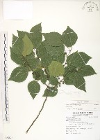 石朴藏品圖，第1張