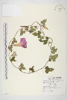 銳葉牽牛藏品圖，第1張