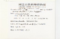 銳葉牽牛藏品圖，第2張