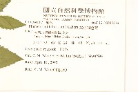 翼莖闊苞菊藏品圖，第2張