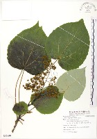 山桐子藏品圖，第1張