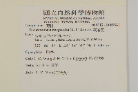 茯苓菜藏品圖，第2張